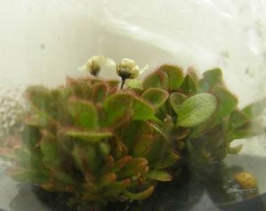 Drosera macrophyla